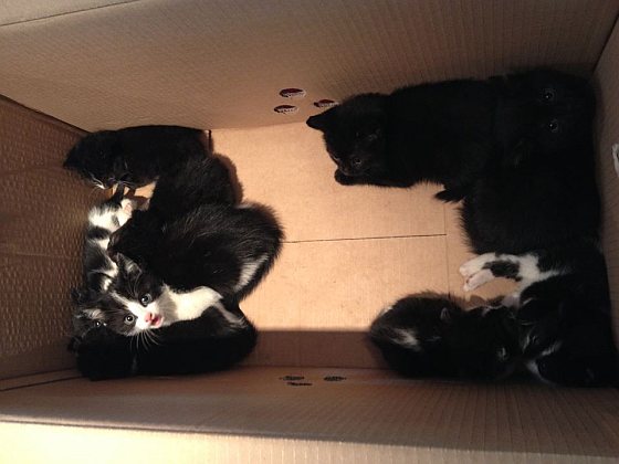 Kittens gedumpt
