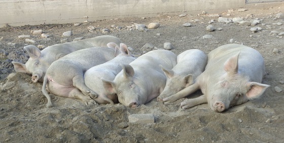 kleine dierenboerderij