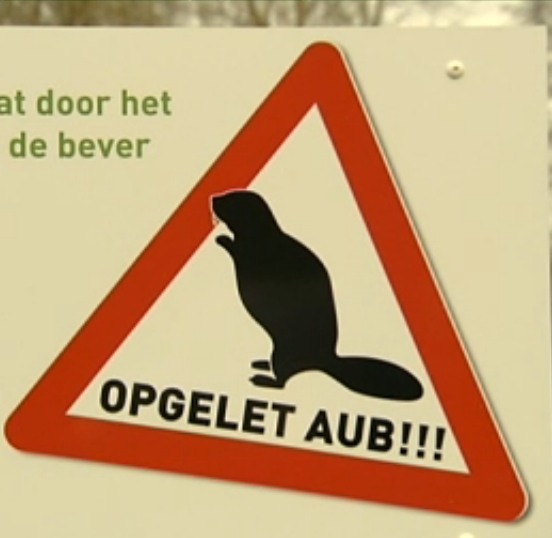 Knagende bever