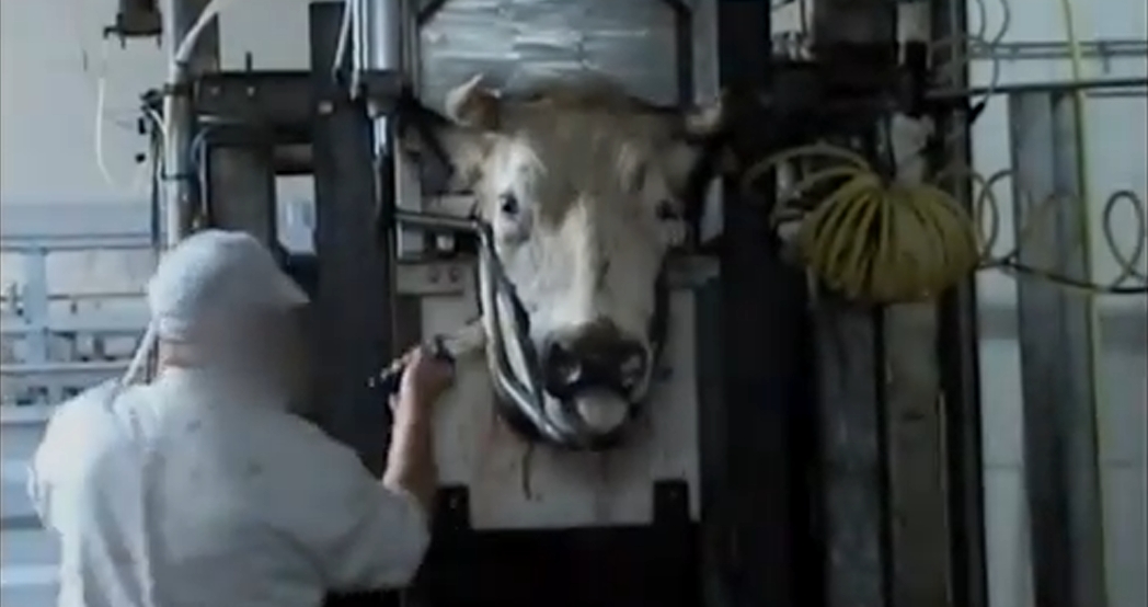 Koe in halal slachthuis