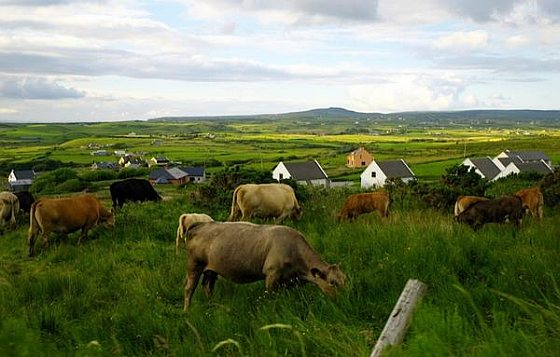 Koeien - Ierland