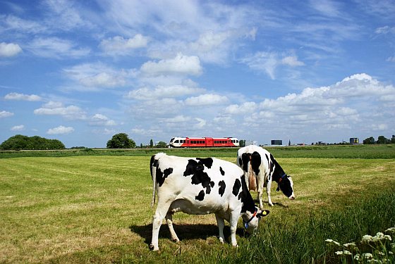 Koeien in het weiland