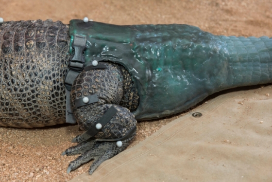 kunststaart alligator