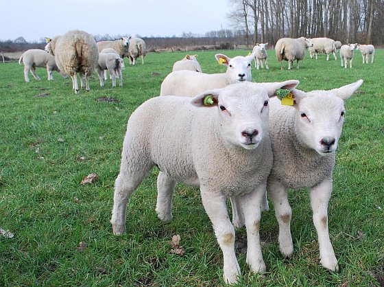 Lammetjes
