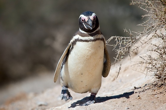 Magelhaenpinguïn https://nl.wikipedia.org/wiki/Magelhaenpingu%C3%AFn#/media/Bestand:Magellanic_penguin,_Valdes_Peninsula,_e.jpg