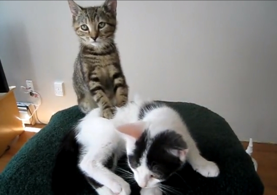 masserende kittens