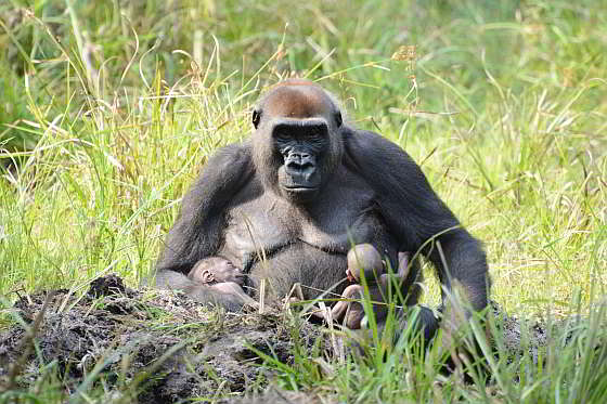 Moeder Malui met tweeling | Foto: WWF, Nick Radford