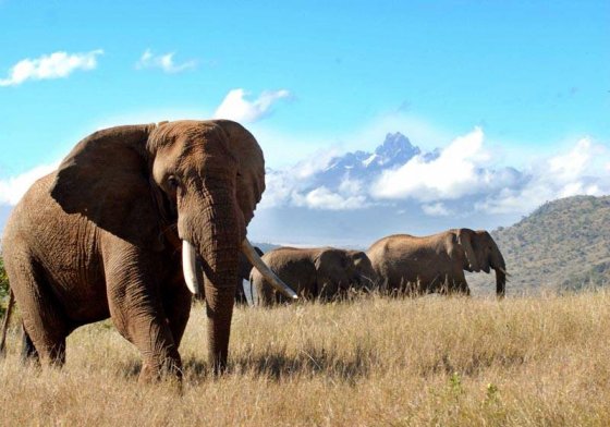 olifantstier