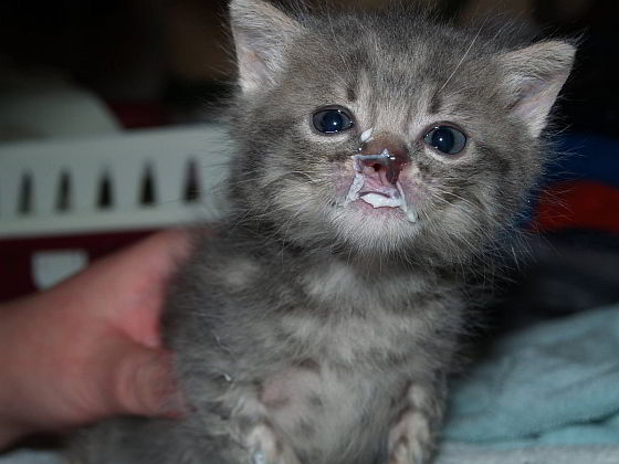 Mr Norris als kitten