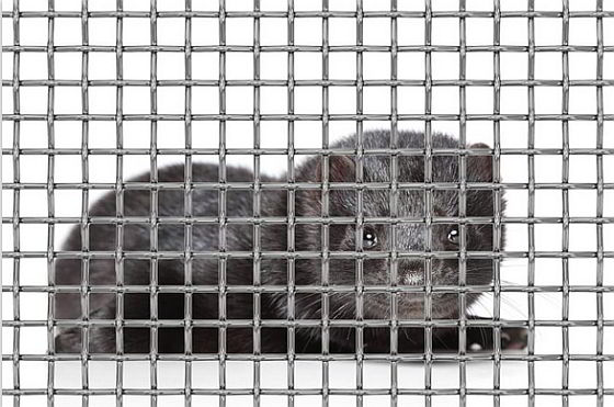 Nertsen - Bont voor Dieren