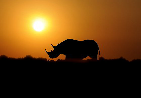 Neushoorn - Zuid-Afrika