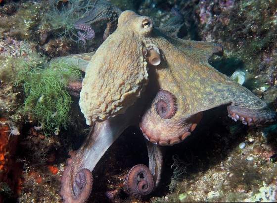 Octopus