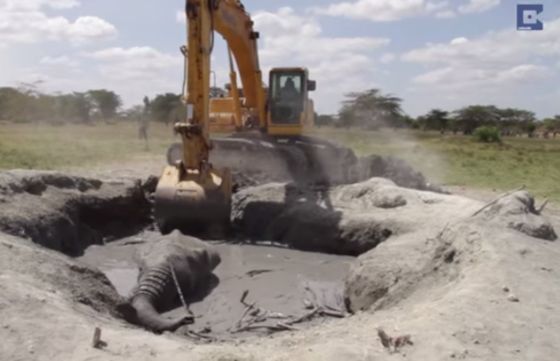 olifant in modderpoel