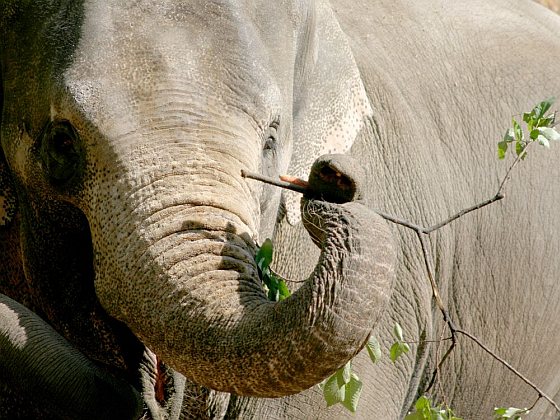 Olifant Thong Thai, Artis