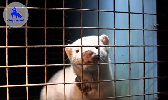 Ongehoord nertsenfokkerij