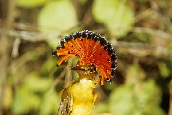 Onychorhynchus occidentalis