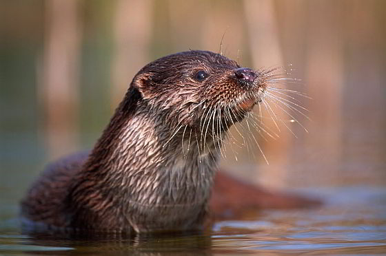 Otter