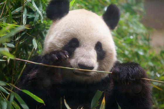 Panda bamboe