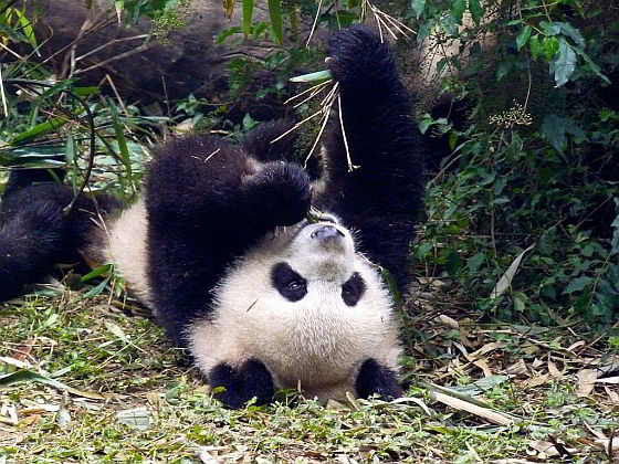 Pandabeer - Ouwehands Dierenpark