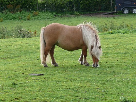 pony mishandeld