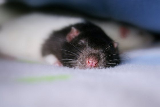 Rat - proefdieren