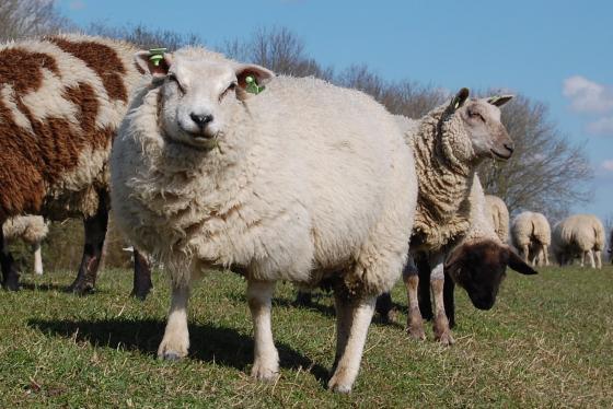 gestreste schapen