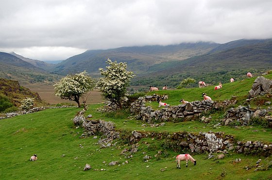Schapen - Ierland