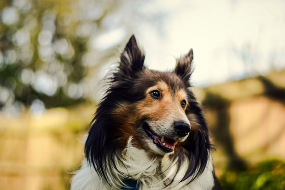 sheltie