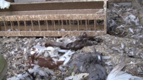 Dode kippen en duiven Sluis