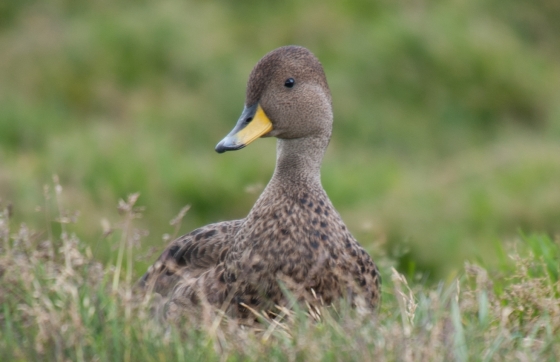 south georgia pijlstaart eend