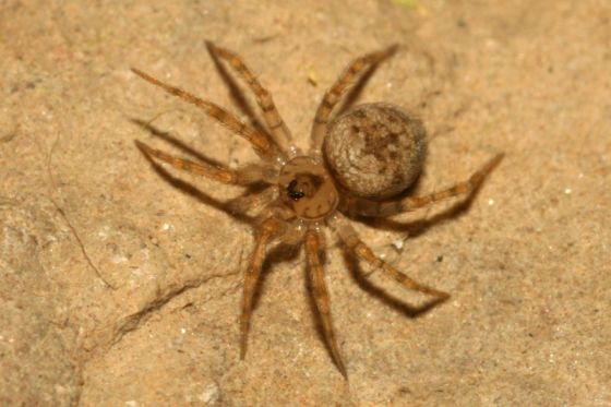 Oecobius amboseli spin