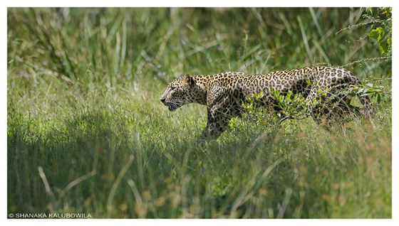 Cambodjaanse luipaarden
