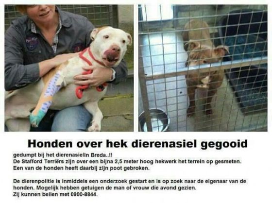 Breda Staffordshireterriër gebroken poot