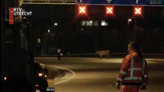 Stier doodgeschoten op A2