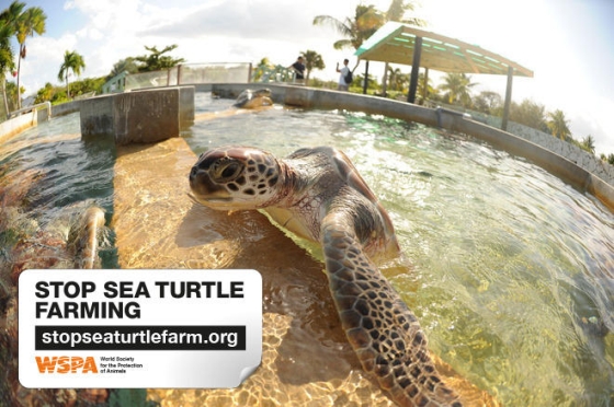 zeeschildpadkwekerij