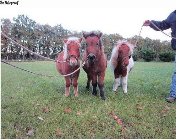 Shetland pony's
