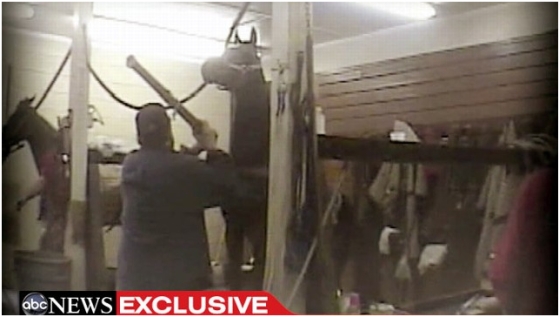 tenessee walking horses