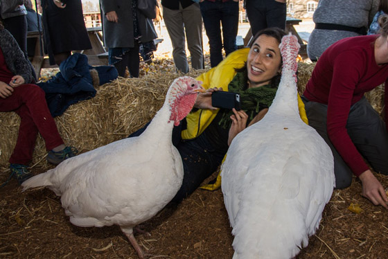 45 miljoen kalkoenen
