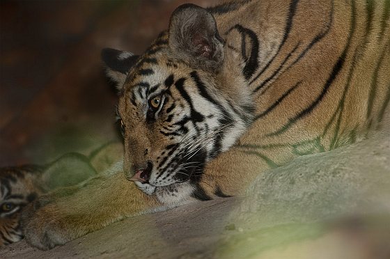 Tijger - dode tijgers