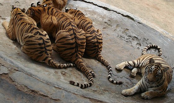 Tijgers in Chinese dierentuin