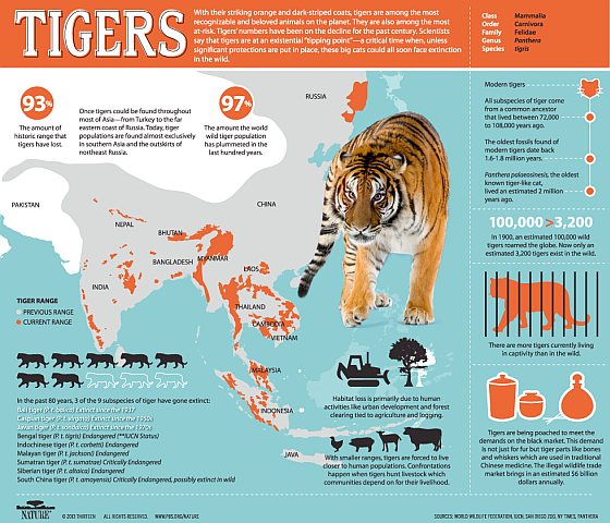 Tijgers Infographic