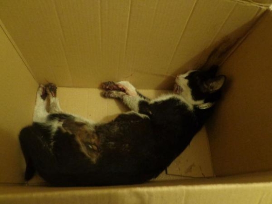 kat gruwelijk mishandeld