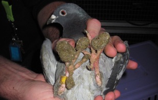 Verwaarloosde duiven