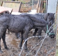 Verwaarloosde pony's