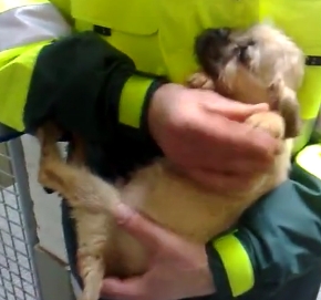 Verwaarloosde puppies