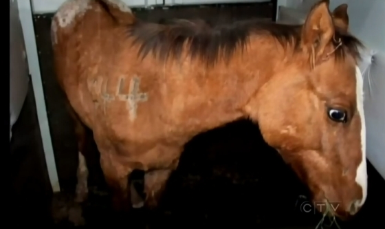 veulen gered uit slachthuis