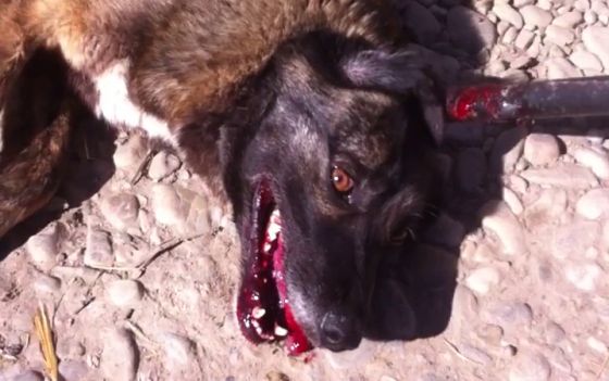 bloedbad asiel boekarest