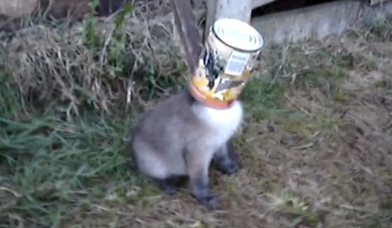 vos met hoofd vast in etensblik