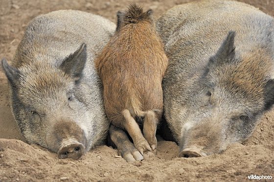 Wilde zwijnen met big