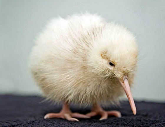 Witte Kiwi Manakura